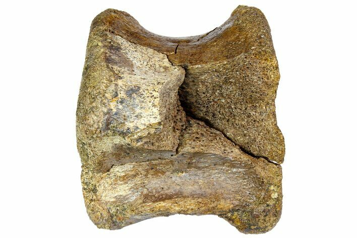 Hadrosaur (Edmontosaurus) Caudal Vertebra - South Dakota #113588